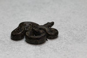 BOA CONSTRICTOR LOCALIDAD TABASCO MACHO O HEMBRA