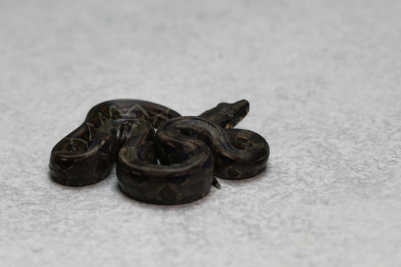 BOA CONSTRICTOR LOCALIDAD TABASCO MACHO O HEMBRA