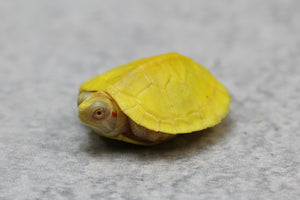 TORTUGA DE OREJAS ROJAS ALBINA CRIAS
