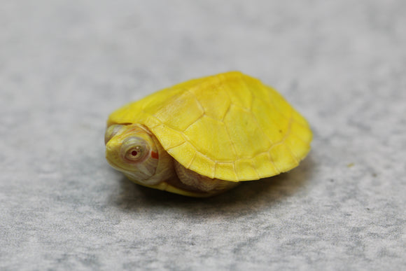 TORTUGA DE OREJAS ROJAS ALBINA CRIAS
