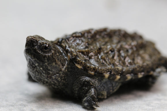TORTUGA LAGARTO CRIA