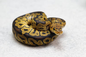 GRAVEL/ASPHALT CLOWN MACHO ID: 2-5