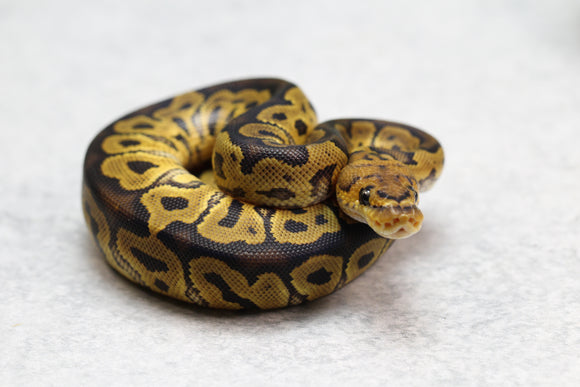 GRAVEL/ASPHALT CLOWN MACHO ID: 2-5