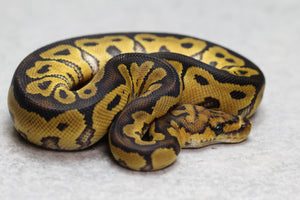 GRAVEL/ASPHALT CLOWN MACHO ID: 136