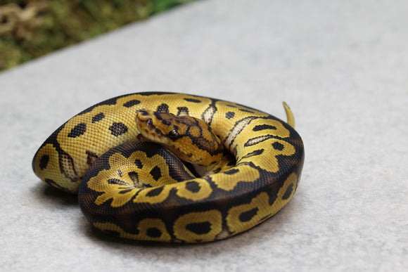 GRAVEL/ASPHALT CLOWN MACHO ID: 8-8