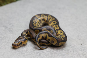 GHI YELLOW BELLY  CLOWN MACHO ID: 8-2