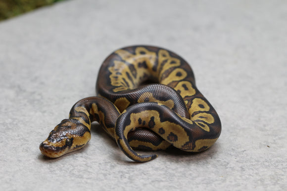 GHI YELLOW BELLY  CLOWN MACHO ID: 8-2