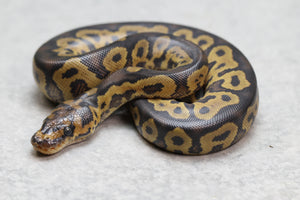 GHI YELLOW BELLY  CLOWN MACHO ID: 5-7