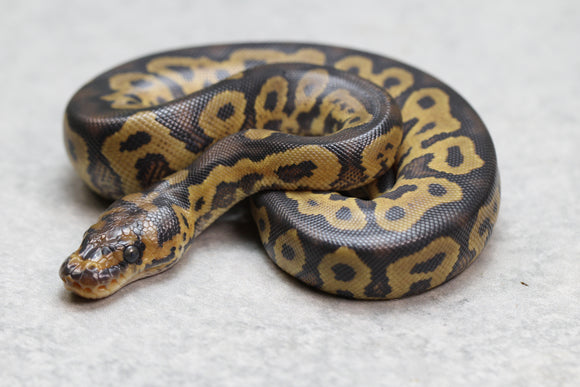 GHI YELLOW BELLY  CLOWN MACHO ID: 5-7