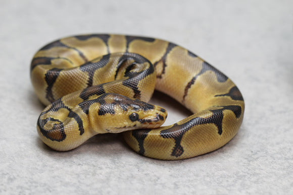 ENCHI CLOWN MACHO ID: 11-10