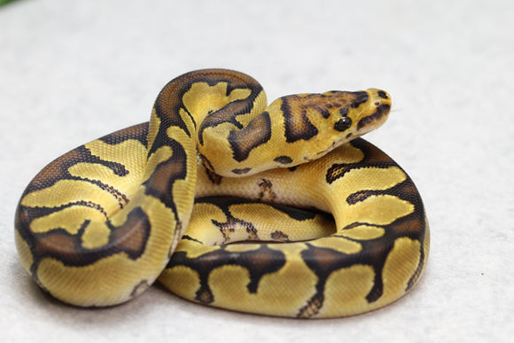 ENCHI CLOWN MACHO ID: 5-8