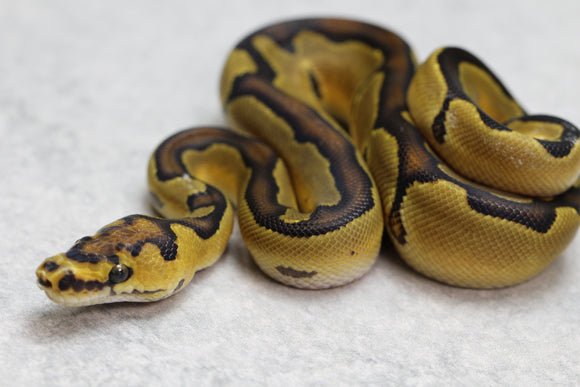 ENCHI CLOWN MACHO ID: 7-5