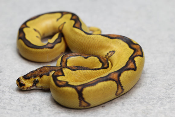 ENCHI ORANGE DREAM YELLOW BELLY CLOWN MACHO ID: 2-6