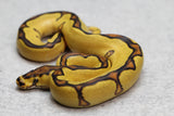 ENCHI ORANGE DREAM YELLOW BELLY CLOWN MACHO ID: 2-6