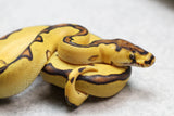 ENCHI ORANGE DREAM YELLOW BELLY CLOWN MACHO ID: 2-6