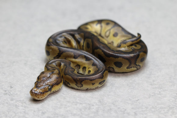 REDSTRIPE CLOWN MACHO ID: 9-4