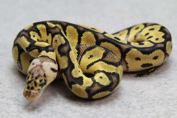 PASTEL CLOWN MACHO ID: 123