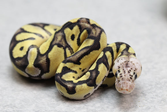 PASTEL CLOWN MACHO ID: 8-1