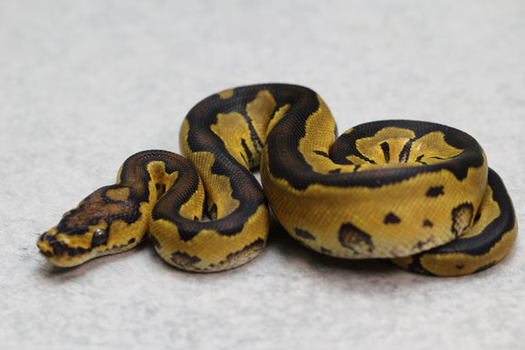 ORANGE DREAM CLOWN MACHO ID: 8-9