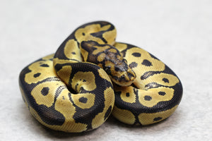 CLOWN MACHO ID: 4-3