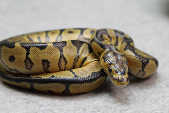 CLOWN MACHO ID: 2-10