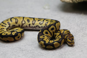 CLOWN MACHO ID: 6-4