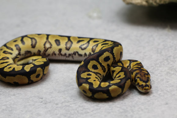 CLOWN MACHO ID: 6-4