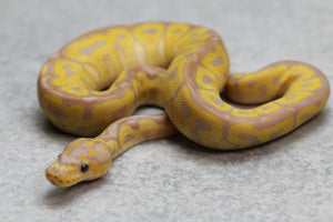 BANANA GRAVEL/ASPHALT CLOWN HEMBRA ID: 180