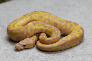 BANANA GRAVEL/ASPHALT CLOWN HEMBRA ID: 8-3