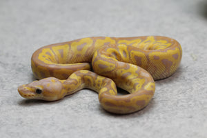 BANANA GRAVEL/ASPHALT CLOWN HEMBRA ID: 11-7