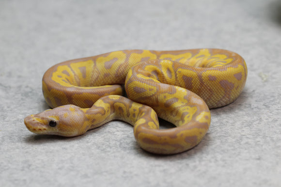 BANANA GRAVEL/ASPHALT CLOWN HEMBRA ID: 11-7