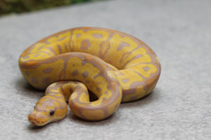 BANANA GRAVEL/ASPHALT CLOWN HEMBRA ID: 16-12