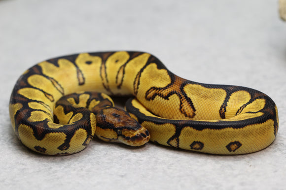 ORANGE DREAM YELLOW BELLY  CLOWN HEMBRA ID: 10-11