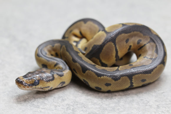 ORANGE DREAM CLOWN HEMBRA ID: 16-7