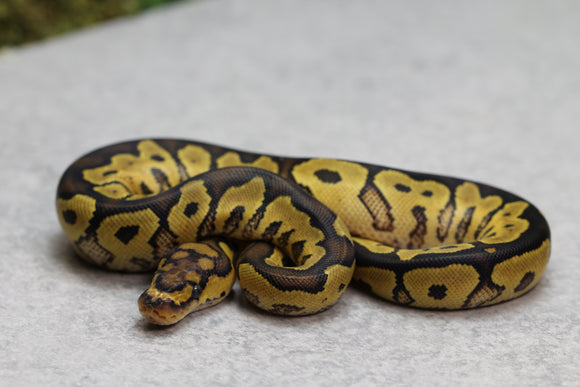 YELLOW BELLY CLOWN HEMBRA ID: 13-8