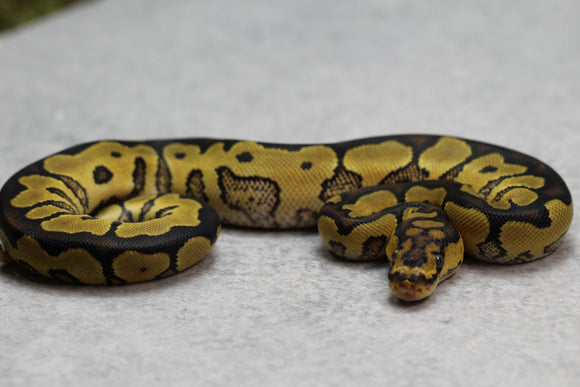 YELLOW BELLY CLOWN HEMBRA ID: 6-15