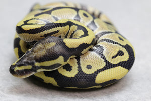 DESERT GHOST MACHO ID: 8-12