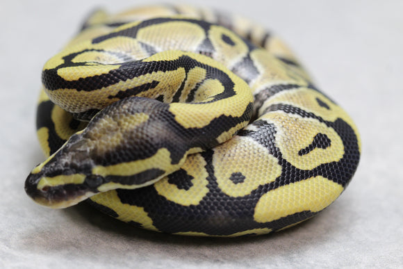 DESERT GHOST MACHO ID: 8-12