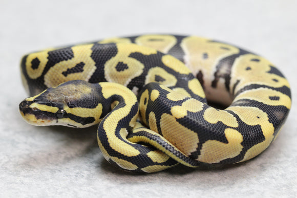DESERT GHOST MACHO ID: 10-9