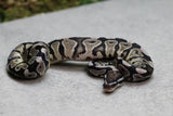 VPI AXANTHIC 50 % HET PIED MACHO ID: 17-11