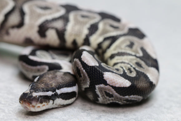 VPI AXANTHIC 50 % HET PIED MACHO ID: 17-11