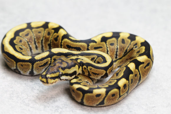 SPOTNOSE  MACHO ID: 16-4