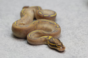 HIGHWAY MACHO ID:  7-15
