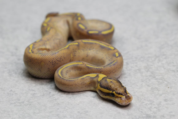 HIGHWAY MACHO ID:  7-15