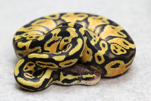 PASTEL HEMBRA ID:  15-13
