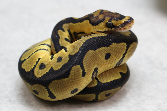 ORANGE DREAM CLOWN HEMBRA ID: 16-7