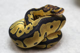 ORANGE DREAM CLOWN HEMBRA ID: 16-7