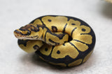 ORANGE DREAM CLOWN HEMBRA ID: 16-7