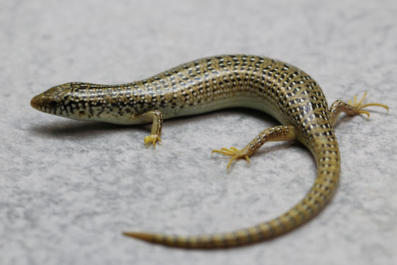 SKINK OCELADO