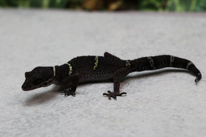 GECKO CHINO DE CUEVA HEMBRA ADULTA